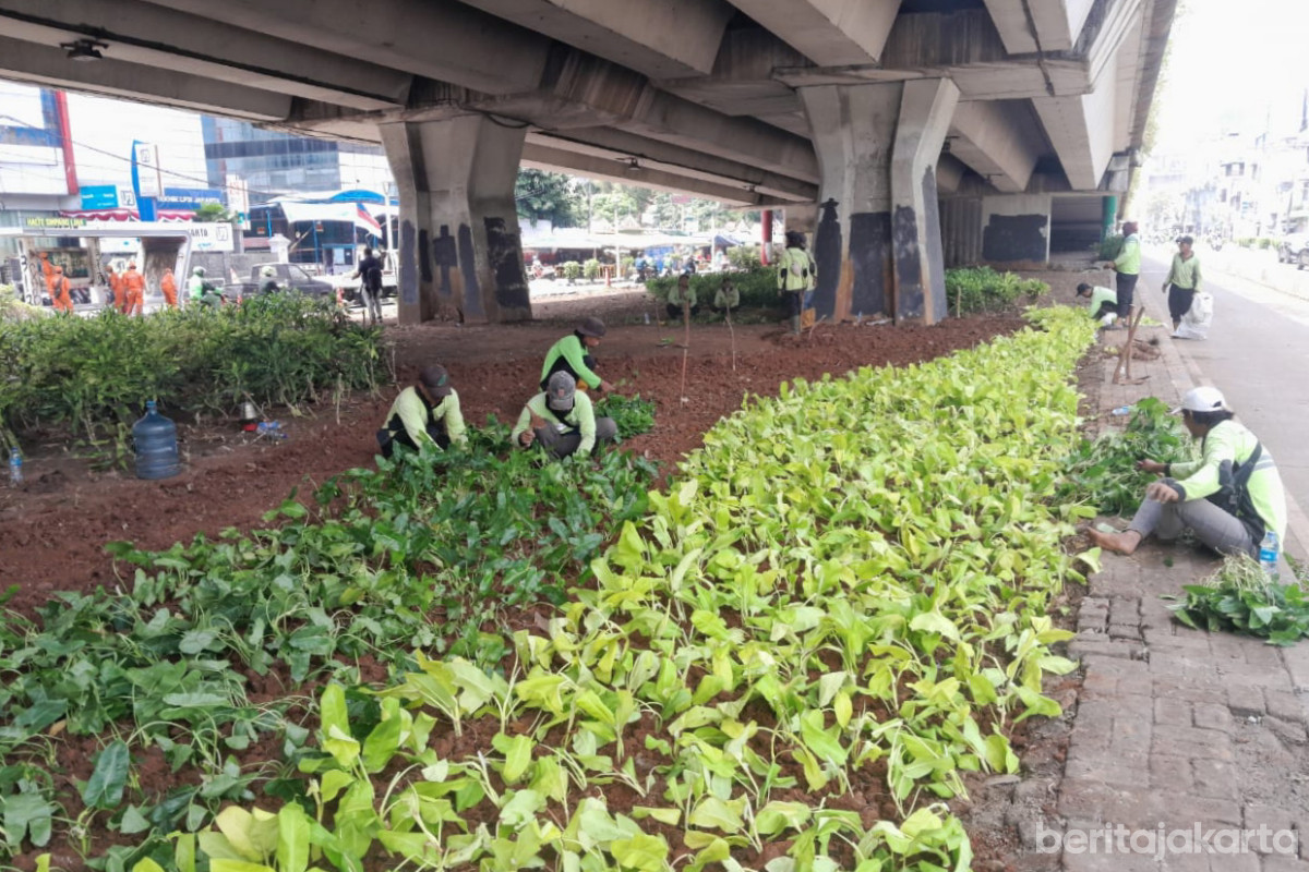 Petugas Sudin Tamhut Jakarta Pusat merapihkan tanaman di kolong Flyover Atrium Senen