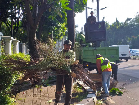 20 Pohon Palem di Jalan Arteri Pondok Indah Dipapas