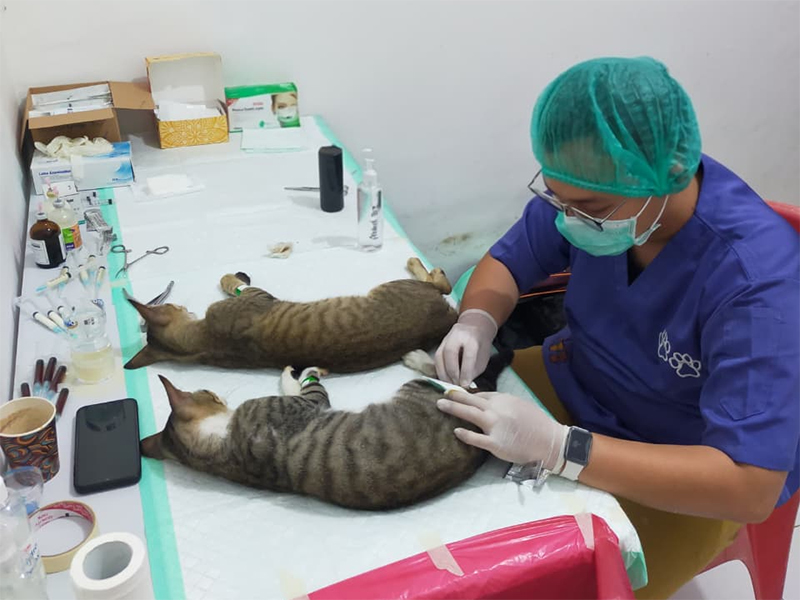 1.492 Ekor Kucing Berhasil Disterilisasi di Jaktim