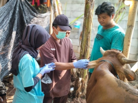 Sudin KPKP Pastikan 17.998 Hewan Kurban di Jaksel Layak Dikurbankan