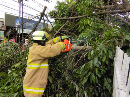 Personel Gabungan Evakuasi Pohon Tumbang di Kramat Jati