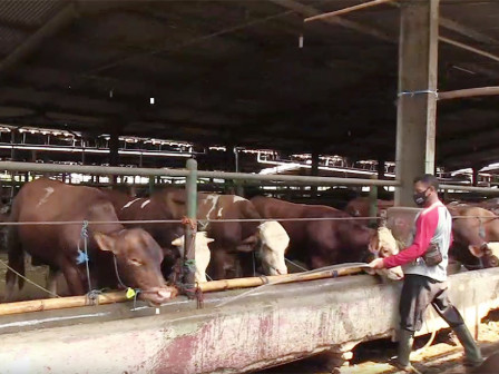  Sediakan 700 Ekor Sapi, Perumda Dharma Jaya Buka Layanan Pembelian Hewan Kurban