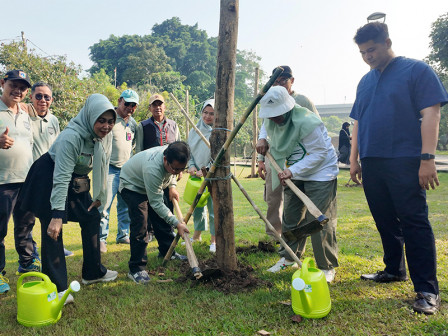 15 Pohon Flamboyan Ditanam di Taman Piknik