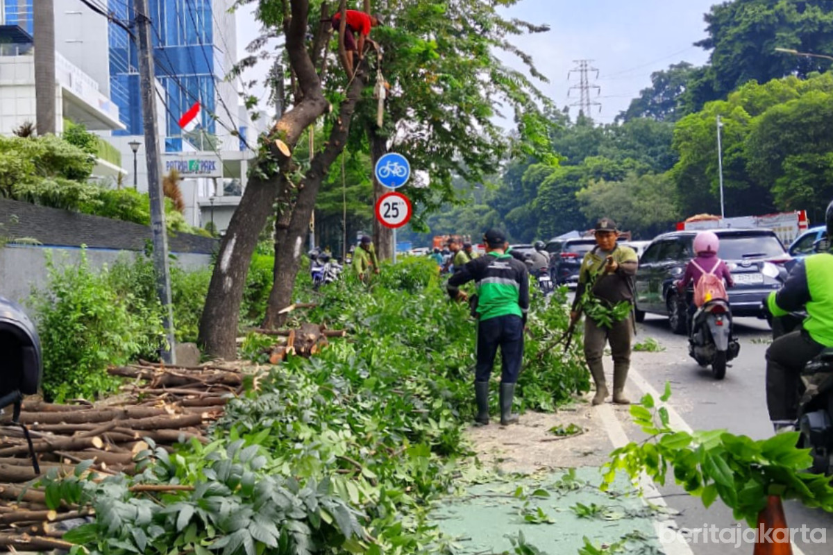 Penopingan pohon di sepanjang Jalan Mayjen Sutoyo Kramat Jati