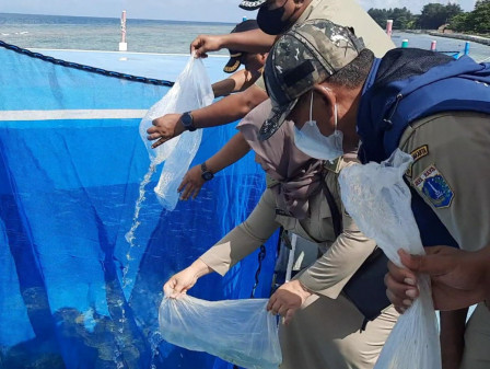 Sudin KPKP Kepulauan Seribu Tebar 36.000 Benih Ikan Bandeng 