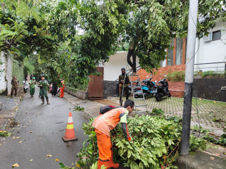 Penanganan 14 Pohon Tumbang di Jakarta Rampung 