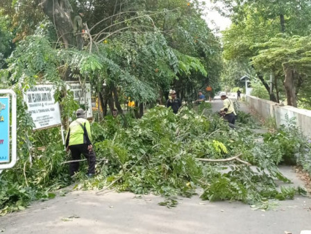 Pepohonan di Taman Sekar Gading Dipangkas 