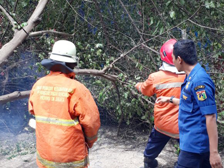 Pohon Cheri Tumbang di Ciracas Dievakuasi Petugas