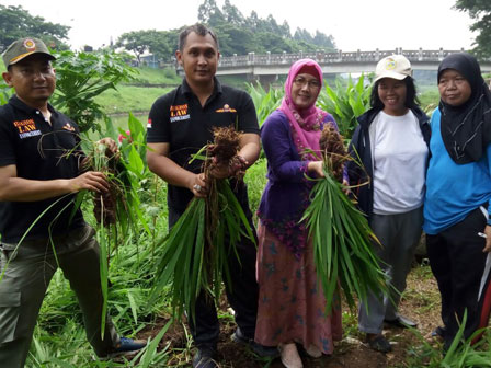  Kecamatan Duren Sawit Panen Bawang Dayak di KBT 