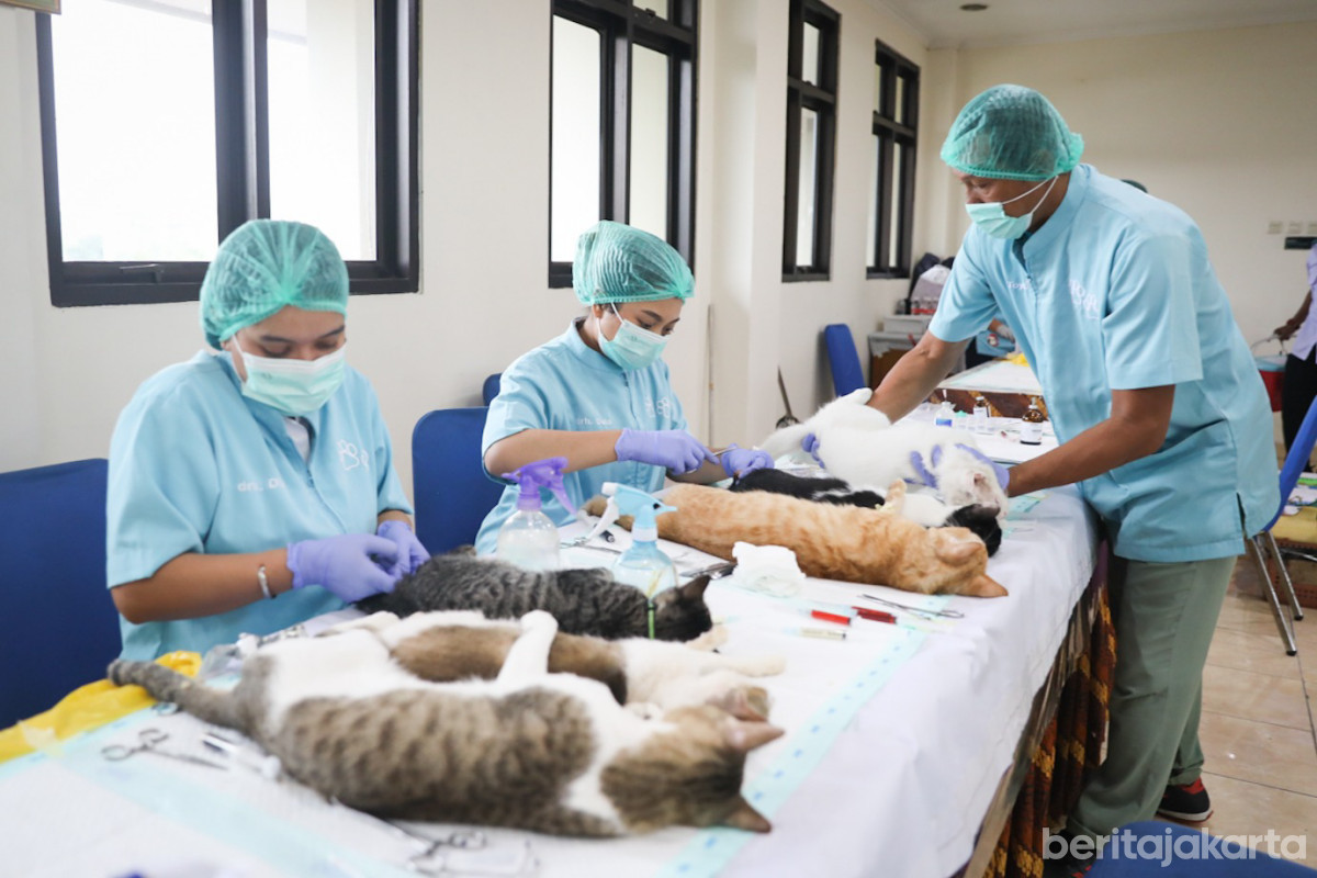 Sudin KPKP Jakpus Akan Gelar Sterilisasi 150 Kucing Jantan Lokal 