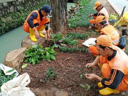 PPSU Kelurahan Rawa Buaya Hijaukan Jl. Guru Ma'mun