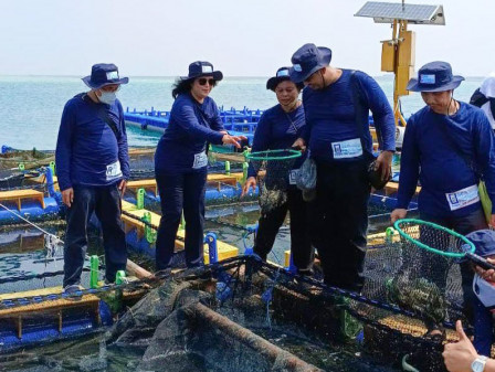 350 Kilogram Udang Vaname Dipanen di KJA Sea Farming
