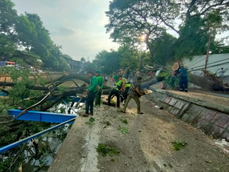 Pohon Tumbang di Kenari Berhasil Dievakuasi