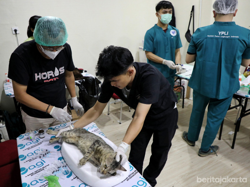 Petugas sedang menimbang berat sekaligus membius kucing yang akan disterilisasi