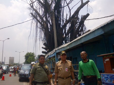 Pohon Beringin Raksasa Berumur 50 Tahun di Pasarebo Ditebang