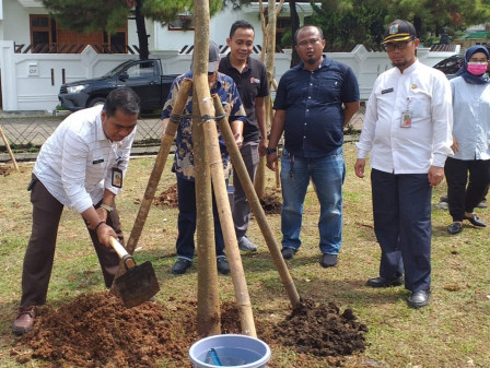 25 Pohon Tabebuya Ditanam di Green Garden