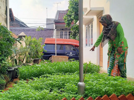  Lurah Cikoko Manfaatkan Pekarangan Rudin Jadi Lahan Urban Farming