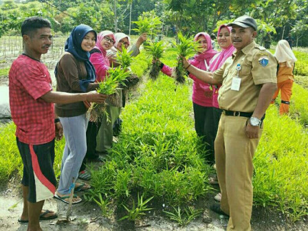 Kelurahan Pulau Tidung Kembangkan Pertanian Terpadu Pulau Payung	