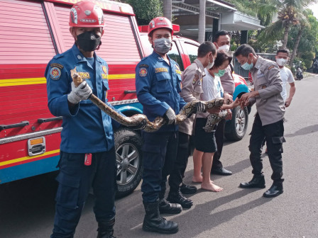 Gulkarmat Jaktim Berhasil Amankan Ular Sanca Kembang Sepanjang 2,5 Meter