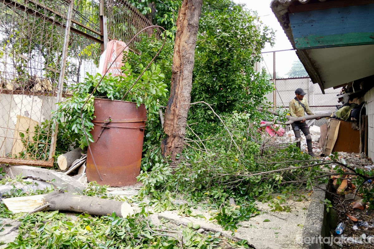 Tiga Pohon Rimbun di Samping Mapolsek Jatinegara Dipangkas 