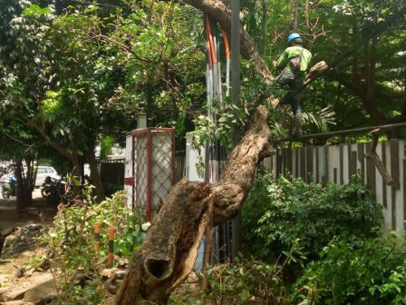  Pohon Tumbang di Cilandak Timur Dievakuasi 