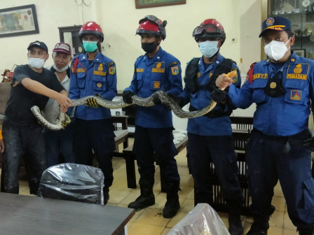 Ular Phyton Sepanjang 3 Meter Diamankan Petugas Gulkarmat Jaktim