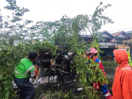 Pohon Tumbang di Jl Inspeksi PAM Kalimalang Cakung Dievakuasi