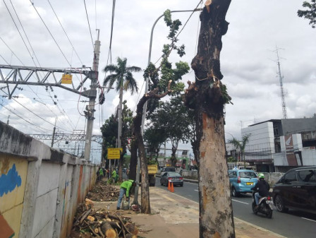  Sembilan Pohon di Jl Raya I Gusti Ngurah Rai Ditoping 