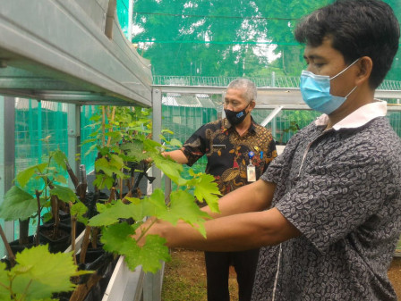 Keluarahan Duren Tiga Lakukan Budidaya Pohon Anggur di RPTRA Durian Tiga