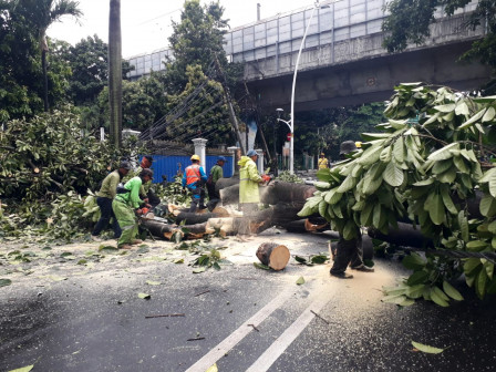 Pohon Tumbang di Jalan Taman Cut Mutiah Dievakuasi