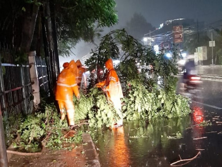 Pohon Tumbang di Jl Raya Bogor telah Dievakuasi
