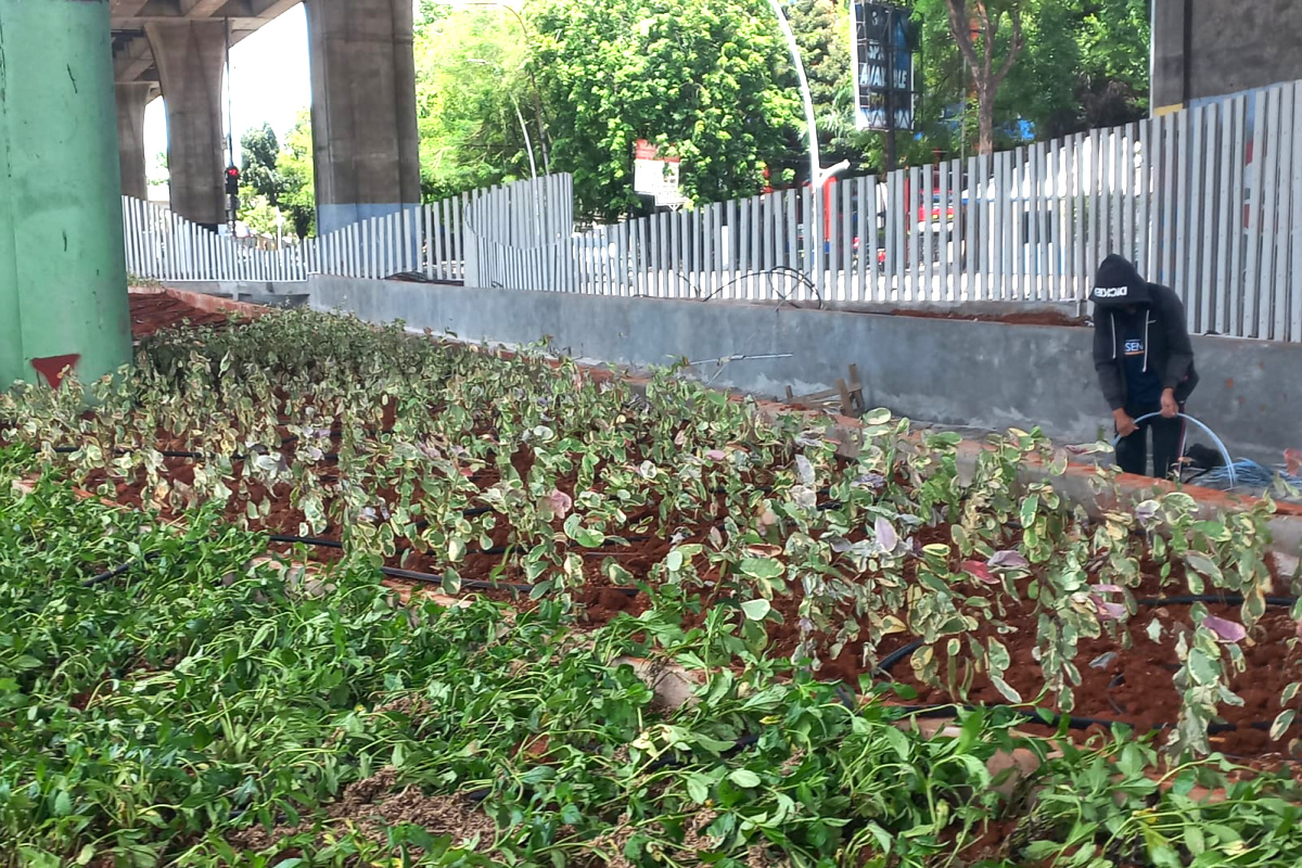 Penataan RTH di Jalan Yos Sudarso rampung