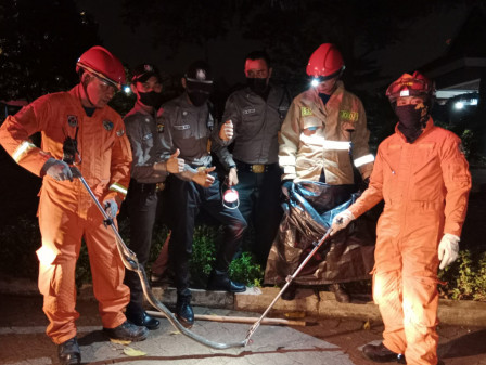 Gulkarmat Jaktim Amankan Ular Kobra Dua Meter di Duren Sawit 
