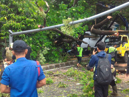 Pohon Tumbang Timba PJU di Menteng 