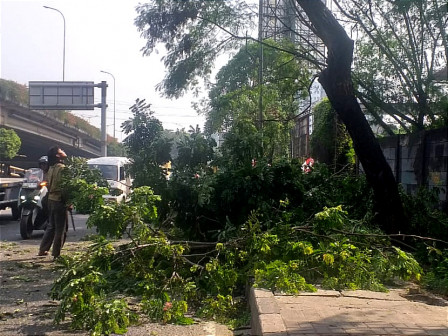 Enam Pohon Dipangkas di Jalan Outer Ringroad Rawa Buaya 