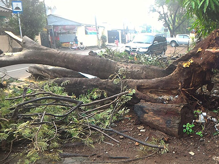 Pohon Tumbang Timpa Pengendara Motor