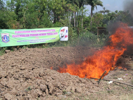 pemusnahan daging tak layak