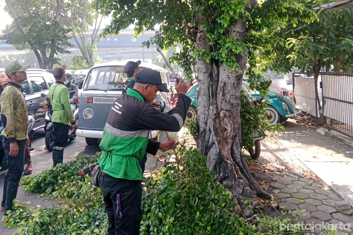 Pohon Rindang di Rawa Bunga Ditoping