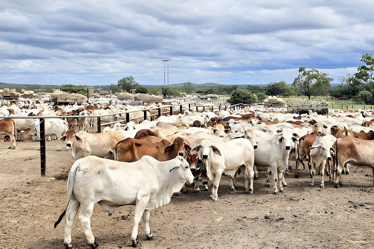 Dharma Jaya siapkan 1.000 ton daging sapi jelang Nataru