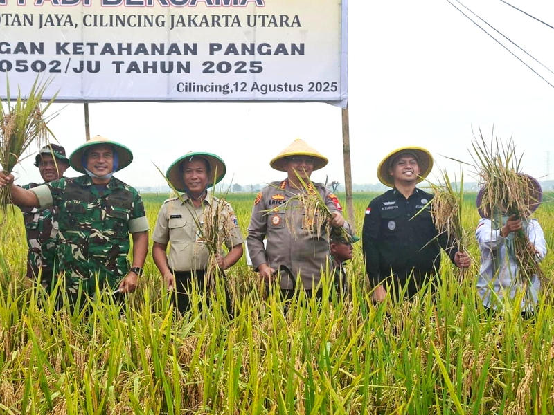 Forkopimko Jakut Panen Padi Bersama di Rorotan