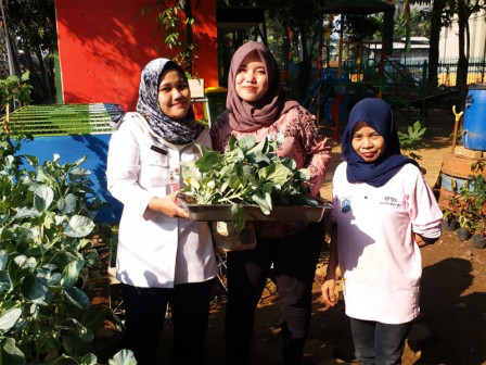 Panen Kailan, Cabai, dan Ikan Lele di RPTRA Kebon Sirih