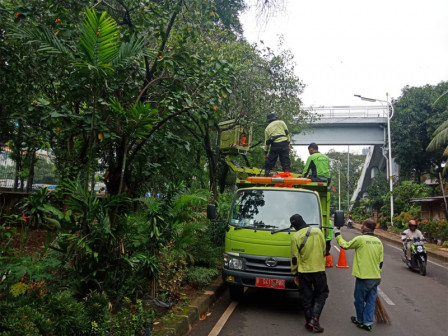 Belasan Pohon di Pondok Pinang Ditertibkan Petugas