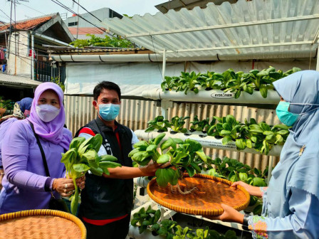 Kelompok Tani Kecamatan Sawah Besar Panen 43 Kilogram Sayur dan Ikan 