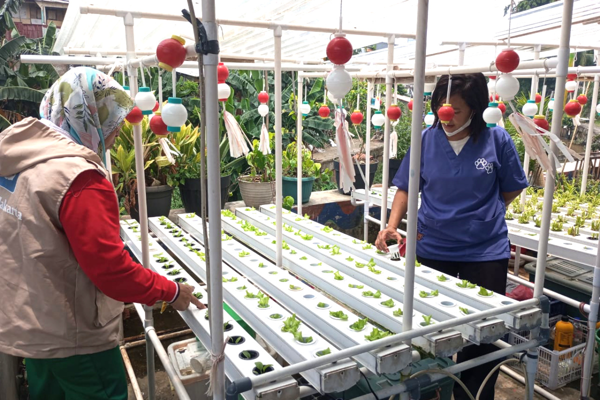 Potan Edelweis Kelurahan Kebon Manggis melakukan pembibitan tanaman Selada dan Kangkung