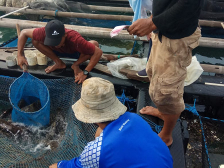 Pokdakan Pulau Lancang Panen 500 Kilogram Ikan Kerapu dan Kakap Putih