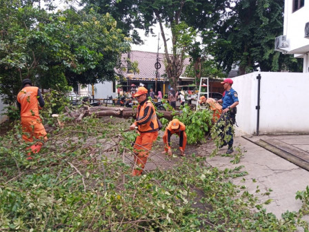 Petugas PPSU Pasar Minggu Evakuasi Pohon Tumbang