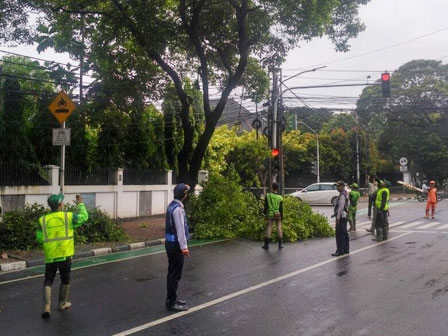 Titupi Rambu dan Ganggu Pengendara, 18 Pohon di Menteng Ditoping 