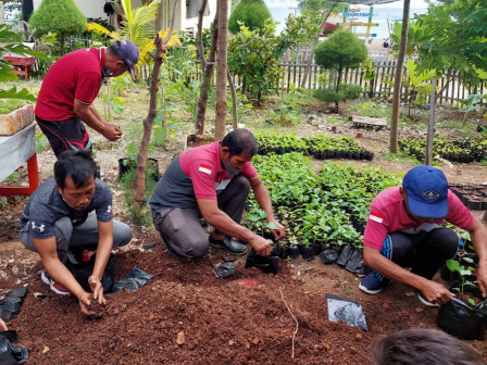 Sudin KPKP Kepulauan Seribu Tanam 250 Bibit Cabe di Lahan Urban Farming