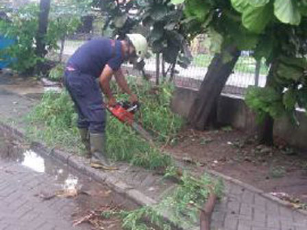 Dua Pohon Tumbang Macetkan Jl Tipar Cakung