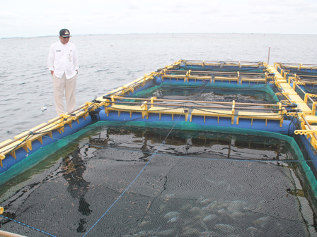 Budidaya Ikan di Pulau Seribu Belum Maksimal
